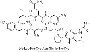 Oxtocin, 50-56-6, Manufacturer, Supplier, India, China